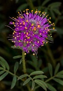 Dalea ornata - Prairie Clover18-9188